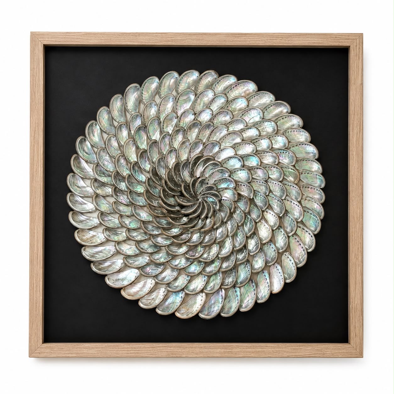 Shells Framed Art